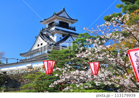 【高知県】快晴の高知城と満開の桜 【高知県】快晴の高知城と満開の桜 113179939