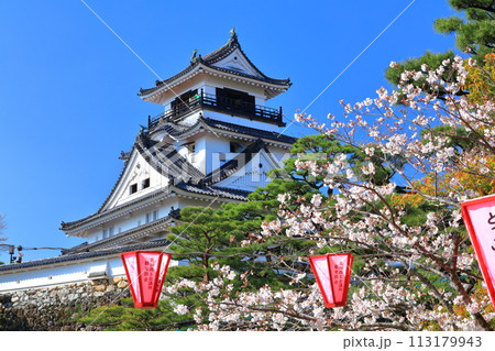 【高知県】快晴の高知城と満開の桜 113179943