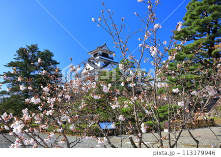 【高知県】快晴の高知城と満開の桜 113179946