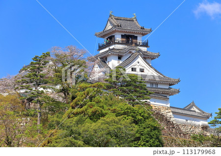 【高知県】快晴の高知城と満開の桜 113179968