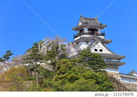【高知県】快晴の高知城と満開の桜 【高知県】快晴の高知城と満開の桜 113179970