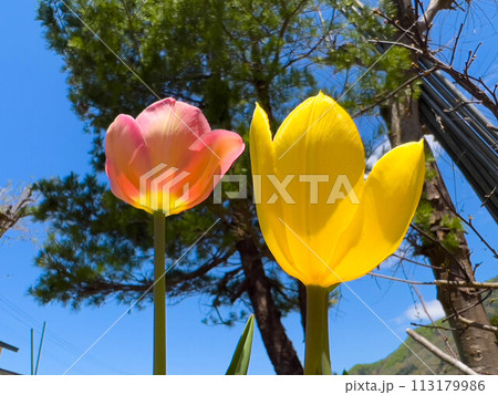 青空と色鮮やかなチューリップと～春色～ 113179986
