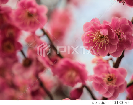 3月に咲いた紅い梅の花「江南所無（コウナンショム）」 113180165