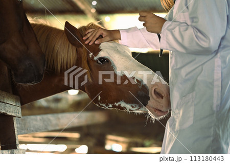 Cropped image of female veterinarian stroking horse in stable. Animal care 113180443