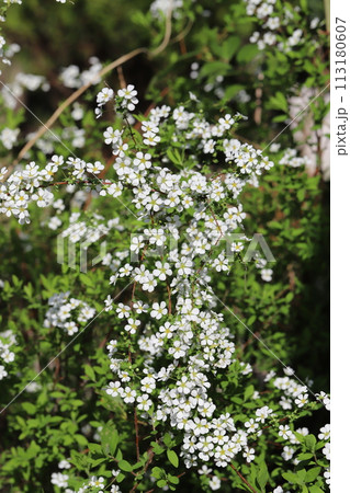 春の庭に咲くユキヤナギの白い花 春の庭に咲くユキヤナギの白い花 113180607