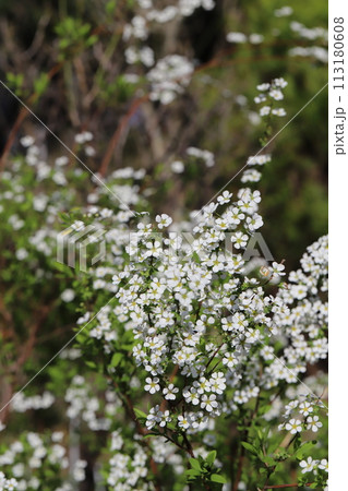 春の庭に咲くユキヤナギの白い花 春の庭に咲くユキヤナギの白い花 113180608