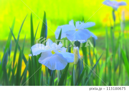 清々しい白花々菖蒲 清々しい白花々菖蒲 113180675