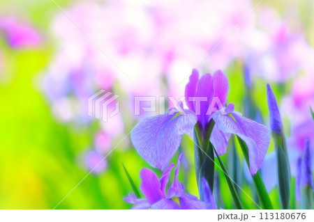 爽やかな赤紫の花菖蒲 113180676