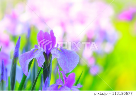 爽やかな赤紫の花菖蒲 爽やかな赤紫の花菖蒲 113180677