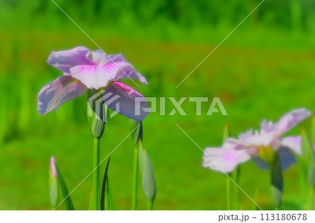 可憐なピンクの花菖蒲 113180678