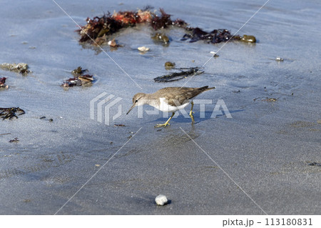 イソシギ 113180831