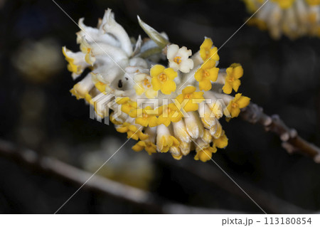 ミツマタの花 ミツマタの花 113180854