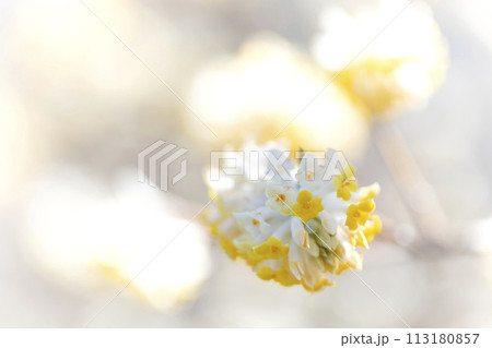 ミツマタの花 ミツマタの花 113180857