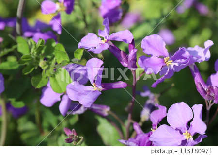春の庭に咲く紫色のオオアラセイトウ（ムラサキハナナ）の花 113180971