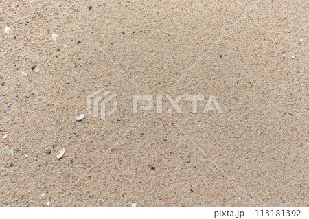 砂浜と貝殻の背景 113181392