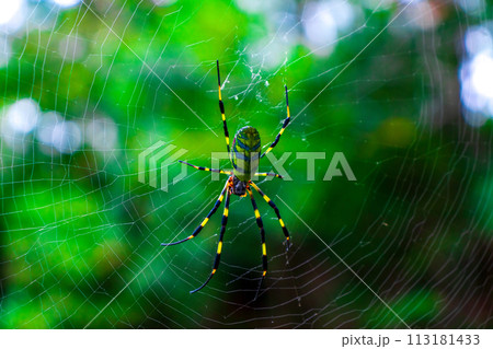 緑の背景とジョロウグモ 113181433