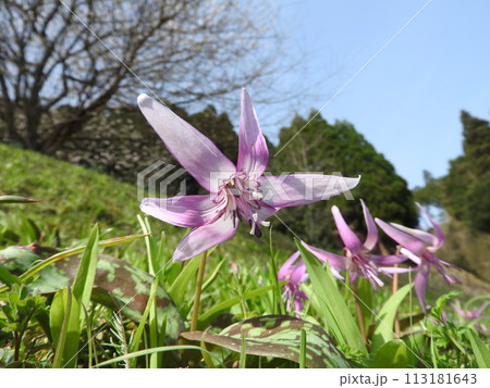 カタクリの花 カタクリの花 113181643