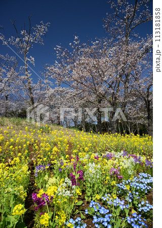 桜咲く根岸森林公園 113181858