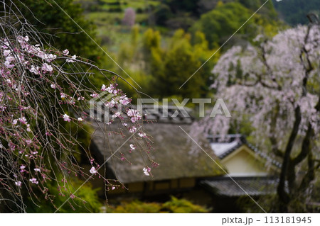 桜に囲まれた古民家　賀名生皇居 113181945