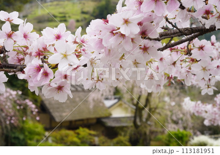 桜に囲まれた古民家　賀名生皇居 113181951