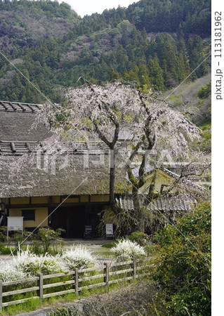 桜に囲まれた古民家 賀名生皇居 桜に囲まれた古民家 賀名生皇居 113181962