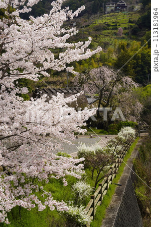 桜に囲まれた古民家　賀名生皇居 113181964