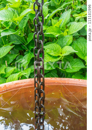 Rain chain with water tank in green garden Rain chain with water tank in green garden 113181996