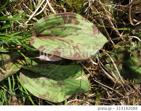 まだらのある「カタクリ」の葉っぱ 113182088