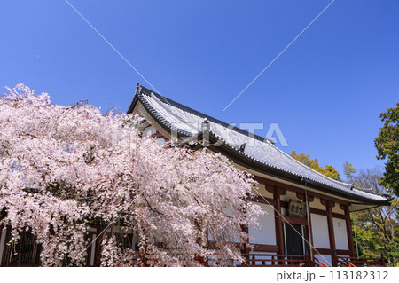 桜満開の道成寺 113182312