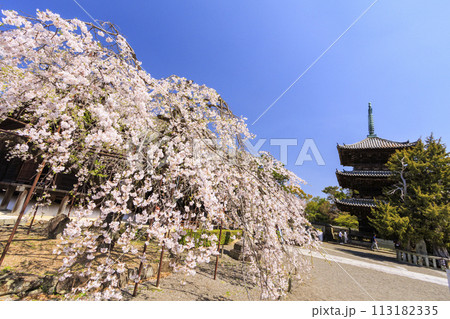 桜満開の道成寺 桜満開の道成寺 113182335