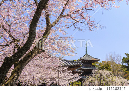 桜満開の道成寺 桜満開の道成寺 113182345