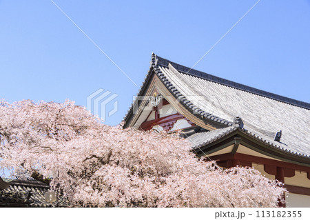 桜満開の道成寺 桜満開の道成寺 113182355