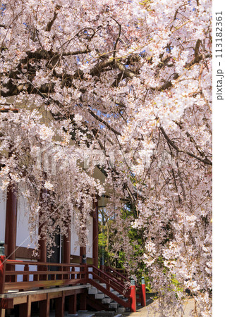 桜満開の道成寺 113182361