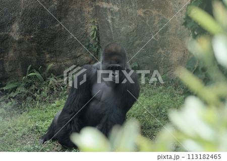 上野動物園のゴリラ 113182465