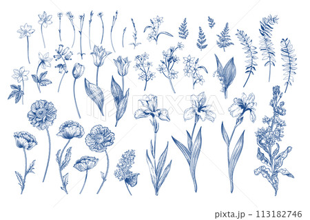 Set with spring and summer flowers. Blooming garden. Blue drawing. Botanical illustration. Tulips, poppies, irises, cannons, levkoy. Set with spring and summer flowers. Blooming garden. Blue drawing. Botanical illustration. Tulips, poppies, irises, cannons, levkoy. 113182746