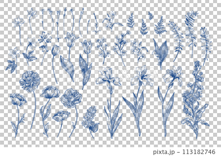 Set with spring and summer flowers. Blooming garden. Blue drawing. Botanical illustration. Tulips, poppies, irises, cannons, levkoy. Set with spring and summer flowers. Blooming garden. Blue drawing. Botanical illustration. Tulips, poppies, irises, cannons, levkoy. 113182746