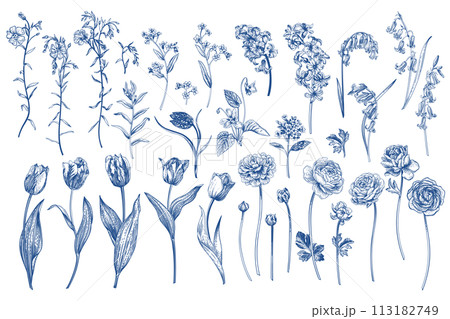 Set with spring and summer flowers. Garden plants. Illustration. Tulips, hyacinths, flax, ranunculus, hyacinthoides. Blue drawing. 113182749