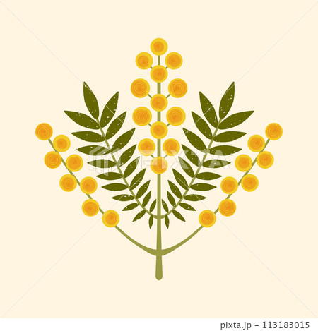 Geometric flower vector illustration. Modern symmetrical Mimosa branch with yellow flowers and leaves on pastel background. Australian Silver Wattle plant drawn in folk flat style with brush texture Geometric flower vector illustration. Modern symmetrical Mimosa branch with yellow flowers and leaves on pastel background. Australian Silver Wattle plant drawn in folk flat style with brush texture 113183015