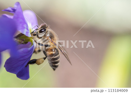 紫色の花の蜜を貪る蜜蜂 紫色の花の蜜を貪る蜜蜂 113184009