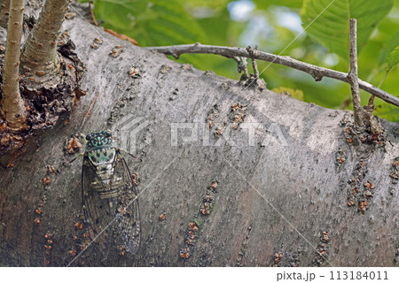桜の木にとまるみんみん蝉 桜の木にとまるみんみん蝉 113184011