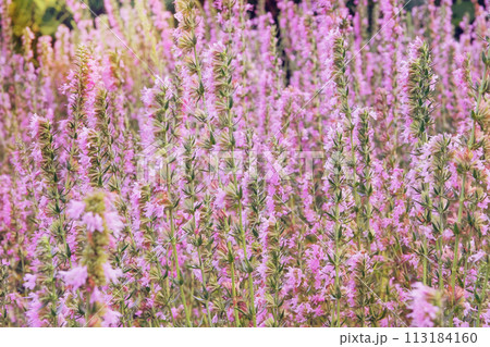 Hyssopus officinalis in meadow. Pink flowers in garden. Aromatic flowers in rural garden. Glade. 113184160
