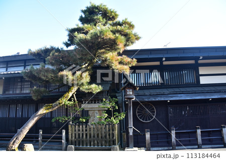 日本の岐阜県の春　高山市中心部の古い町並み　歴史を感じさせる日本家屋と立派な松の木 113184464
