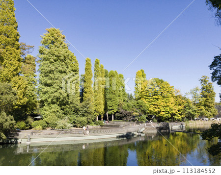 初秋の井の頭公園・井の頭池 113184552