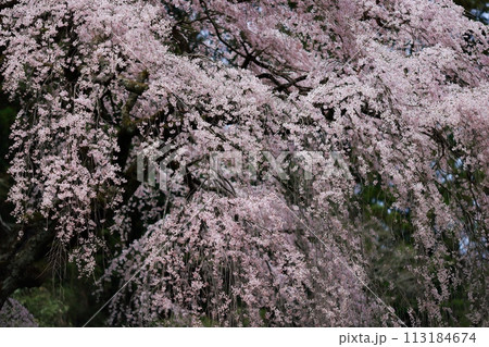 中越家の枝垂れ桜 中越家の枝垂れ桜 113184674