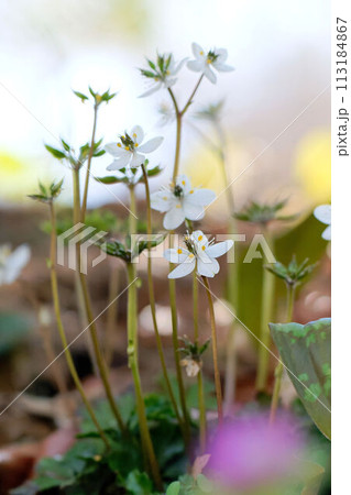 バイカオウレン バイカオウレン 113184867