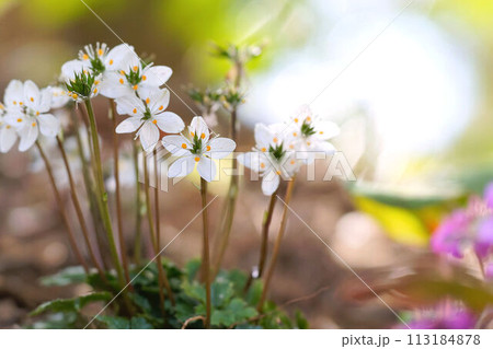 バイカオウレン 113184878