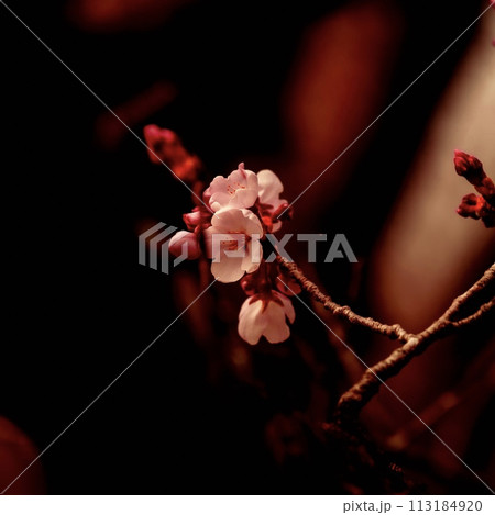宇都宮市の桜 咲き始め、咲きそう 宇都宮市の桜 咲き始め、咲きそう 113184920