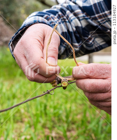 Farmer performs tying of shoots in the vineyard in winter. Agriculture. Farmer performs tying of shoots in the vineyard in winter. Agriculture. 113184927