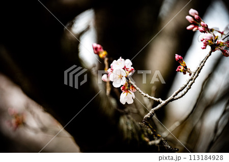 宇都宮市の桜　咲き始め、咲きそう 113184928