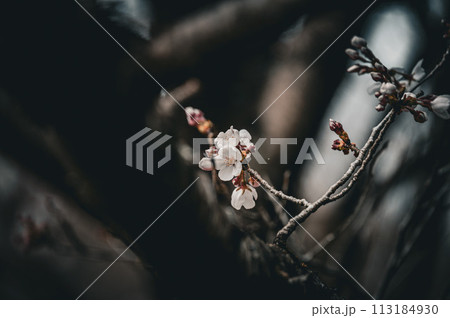 宇都宮市の桜 咲き始め、咲きそう 宇都宮市の桜 咲き始め、咲きそう 113184930